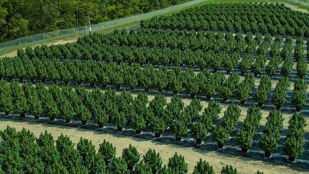 Thrive Cannabis crop