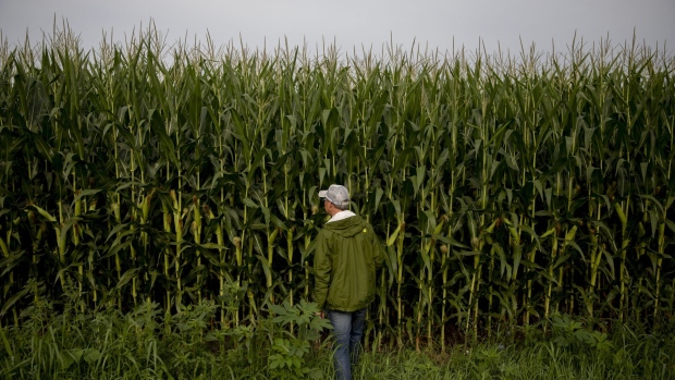 A crop scout prepares to enter a corn field at a stop during the Pro Farmer Midwest Crop Tour in Kentland, Indiana, U.S., on Tuesday, Aug. 20, 2019. Inconsistency is the one constant coming out of a major U.S. crop tour that kicked off on Monday as scouts get to see first hand the impact of wild weather on Midwestern corn and soybean fields.