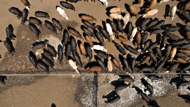Beef cattle stand at the Texana Feeders feedlot in this aerial photograph taken above Floresville, Texas, U.S., on Monday, May 7, 2018. During a summit with President Donald Trump and Chinese President Xi Jinping earlier this month, China offered minor concessions welcomed by the Americans by allowing more U.S. beef imports and opening its financial sector to greater U.S. investment. Photographer: Daniel Acker/Bloomberg