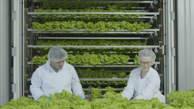 MARKET ONE - CubicFarms provides sustainable and profitable commercial-scale automated indoor growin