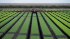 A tractor applies fertilizer to acres of lettuce at a farm in Belle Glade, Florida. Photographer: Mark Elias/Bloomberg