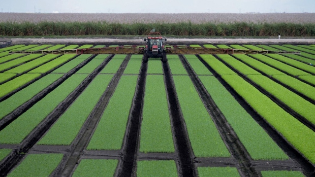 A tractor applies fertilizer to acres of lettuce at a farm in Belle Glade, Florida. Photographer: Mark Elias/Bloomberg