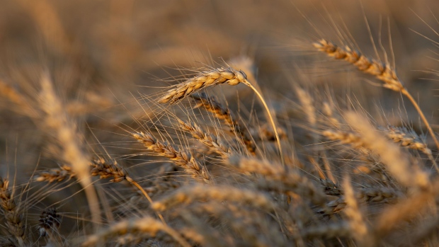 Soft red winter (SRW) wheat grows in a field in the village of Kirkland in Dekalb, Illinois, U.S., on Monday, July 9, 2018. The U.S. government is making a historical switch to the way it distributes its most critical crop data. The U.S. Department of Agriculture will no longer give journalists advance access to its World Agricultural Supply and Demand Estimates (WASDE) publication, ending a decades-old policy. Photographer: Daniel Acker/Bloomberg