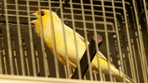 A locally bred Canary bird is seen in a cage at a bird shop on March 30, 2008 in Gaza City, Gaza. Photographer: Abid Katib/Getty Images Europe
