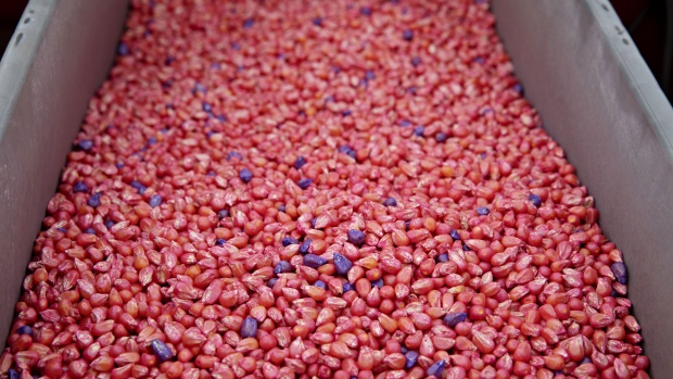 Corn seeds sit in a hopper on a planter outside Henry, Illinois, U.S., on Monday, April 20, 2020. Corn and sugar futures tumbled to the lowest in more than a decade as the meltdown in crude oil cascaded through agricultural markets.