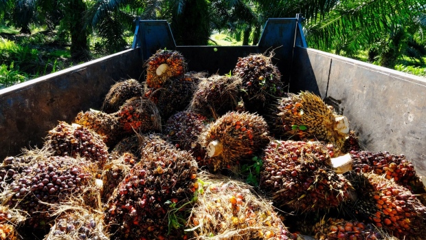 Harvested oil palm fruits are loaded into a trailer at a plantation in Kapar, Selangor, Malaysia, on Monday, May 3, 2021. Palm oil jumped the most in 11 months after its closest rival soyoil powered to fresh 2008 highs and as traders weighed tighter-than-expected supplies of the tropical oil in No. 2 grower Malaysia. Photographer: Joshua Paul/Bloomberg