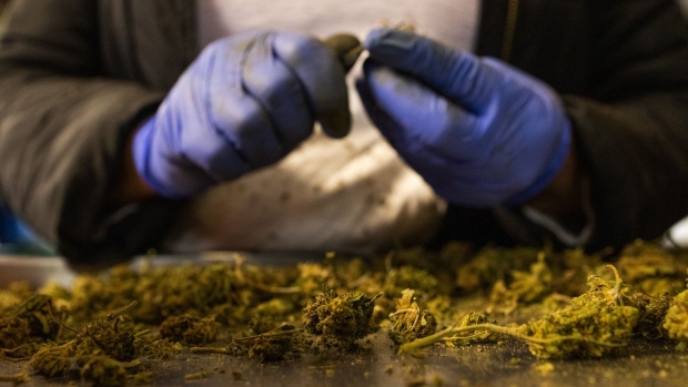 A worker trims the flower of a hemp plant at Hempire State Growers farm in Milton, New York, U.S., on Wednesday, March 31, 2021. New York is set to become the nation’s second-largest legal marijuana market after Gov. Andrew Cuomo on Wednesday signed legislation allowing the licensing of dispensaries. Photographer: Paul Frangipane/Bloomberg