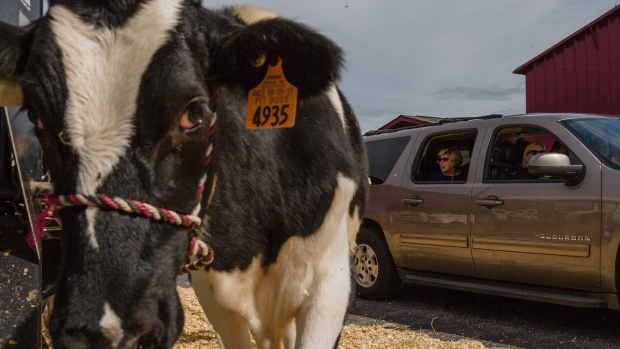 Attendees to the South Carolina State Fair pass a cow in the drive-thru livestock section in Columbia, South Carolina, U.S., on Tuesday, Oct. 20, 2020. At least 157,394 people have tested positive for the coronavirus in South Carolina, and 3,439 have died, according to state health officials, The State reports. Photographer: Micah Green/Bloomberg