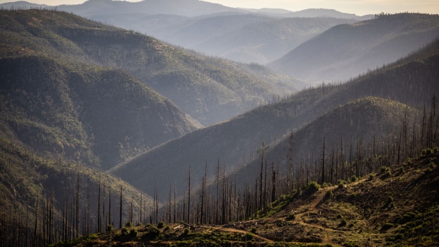 A century of suppressing forest fires, despite their ecological benefits, has led to forests overgrowing and densifying, leading to a vicious cycle recently accelerated by climate change.  Photographer: Max Whittaker/Bloomberg
