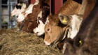 Cattle feed on straw at a livestock farm in Howsham, U.K. Photographer: Matthew Lloyd/Bloomberg