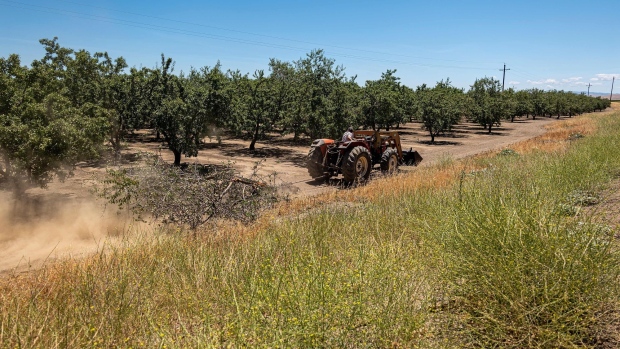 A farmer pulls a wind-felled almond tree on an almond farm in Gustine, California, U.S., on Monday, June 14, 2021. The drought gripping the West is taking a devastating toll that on U.S. agriculture, bringing with it the risk of food inflation. Photographer: David Paul Morris/Bloomberg