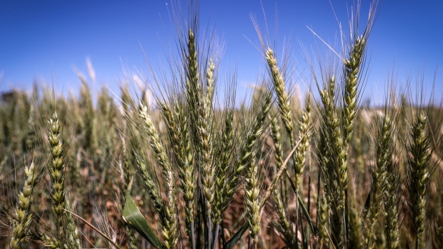Wheat grows in a field at a farm near Gunnedah, New South Wales, Australia, on Wednesday, Oct. 14, 2020. While Australia's winter crops are seen having bumper harvests after years of drought-affected supply, the farm labor shortage is spurring concerns.