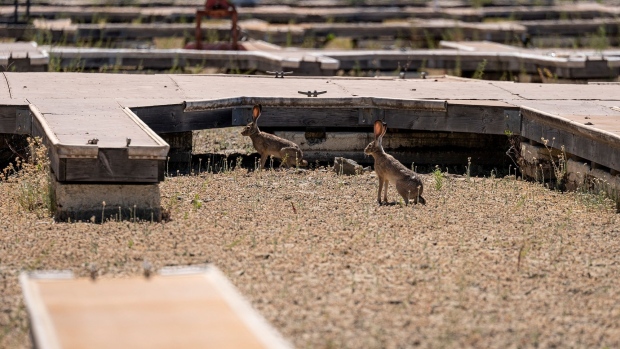 Jackrabbits on a dried lake bed at Folsom Lake Marina during a drought in El Dorado Hills, California on May 25.