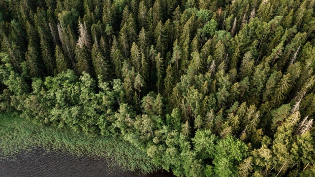 A section of forest in part of the Natura 2000 nature protection areas in Kirkkonummi, Finland, on Friday, July 16, 2021. The European Union is fleshing out the part of its climate plan to absorb more greenhouse gases from the atmosphere and promote biodiversity through the use of forests.