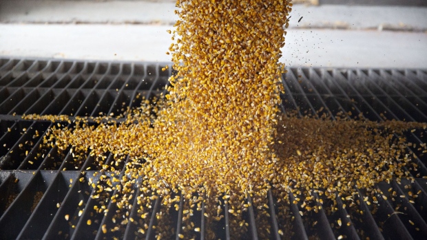 Corn is unloaded from a grain truck at the Michlig Grain LLC elevator in Sheffield, Illinois, U.S., on Tuesday, Oct. 2, 2018. Having all three North American countries agree on a trade deal has given traders and farmers reassurance that some flows of agricultural goods won't be disrupted, particularly to Mexico, a major buyer of U.S. corn, soybeans, pork and cheese. Photographer: Daniel Acker/Bloomberg