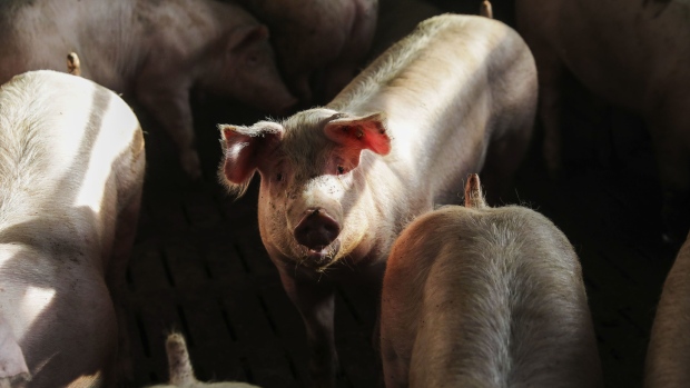 Sunlight illuminates pigs in an indoor pigsty on a livestock farm in Ohrenbach, Germany, on Monday, Jan. 20, 2020. Despite its relatively small size compared with producers like China or the U.S., Germany is a heavyweight in the global pork trade -- accounting for 15% of the world’s exports in 2017. Photographer: Alex Kraus/Bloomberg