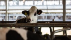 A cow at a dairy farm in Union Springs, New York, U.S., on Saturday, Nov. 7, 2020. The House Agriculture Committee will return in the 117th Congress to hash out additional coronavirus pandemic aid for farmers and ranchers, and could take action on the long-awaited reauthorization of child nutrition programs and the Commodity Futures Trading Commission. Photographer: Paul Frangipane/Bloomberg