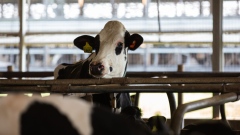 A cow at a dairy farm in Union Springs, New York, U.S., on Saturday, Nov. 7, 2020. The House Agriculture Committee will return in the 117th Congress to hash out additional coronavirus pandemic aid for farmers and ranchers, and could take action on the long-awaited reauthorization of child nutrition programs and the Commodity Futures Trading Commission. Photographer: Paul Frangipane/Bloomberg