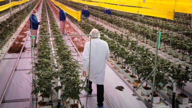 Workers inspect cannabis plants inside the grow room at the Aphria Inc. Diamond facility in Leamington, Ontario, Canada, on Wednesday, Jan. 13, 2021. Tilray Inc. and Aphria Inc. agreed to combine their operations, forming a new giant in the fast-growing cannabis industry. Photographer: Annie Sakkab/Bloomberg