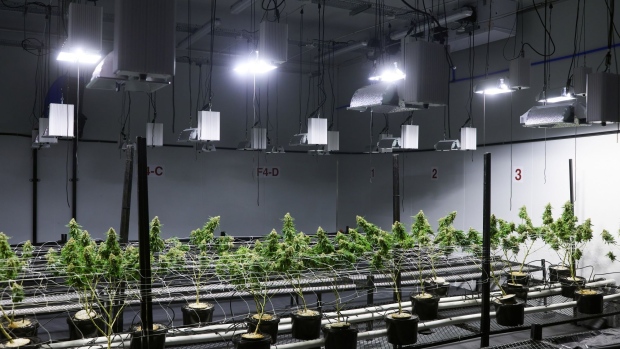 Cilo Cybin is a cannabis company in the final stages of getting all the licenses to produce and sell cannabis flowers and oil. They are located in Samrand, Johannesburg, South Africa. Photographed on Friday, August 20 2021. Pic: Waldo Swiegers / Bloomberg at the Cilo Cybin Pharmaceuticals facility in Samrand, outside Johannesburg, South Africa, on Friday, Aug. 20, 2021. x Photographer: Waldo Swiegers/Bloomberg