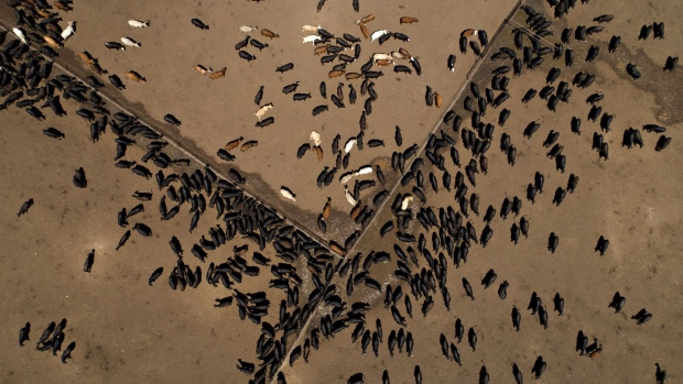 Beef cattle stand at the Texana Feeders feedlot in this aerial photograph taken above Floresville, Texas.