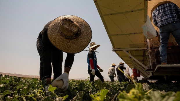 Workers harvest cantaloupe on a farm during a drought in Firebaugh, California.