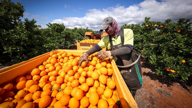 A seasonal worker harvests checks Valencia oranges during a harvest at an orchard near Griffith, New South Wales, Australia, on Thursday, Oct. 8, 2020. The pandemic has caused fractures in Australia, with Queensland, Western Australia and South Australia among other states that pulled up the drawbridge to defend their success in containing community transmission. Citrus growers have said fruit risks being left to rot if restrictions aren't eased.