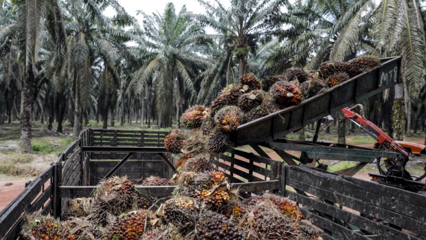 Harvested palm oil fruit bunches are loaded into a truck at the Genting Tanah Merah Estate, operated by Genting Plantations Bhd., in Johore, Malaysia, on Thursday, Nov. 14, 2019. Genting owns about 20 drones, and uses the services of other providers to monitor and map about 160,000 hectares of oil palms in Indonesia and Malaysia. Photographer: Joshua Paul/Bloomberg