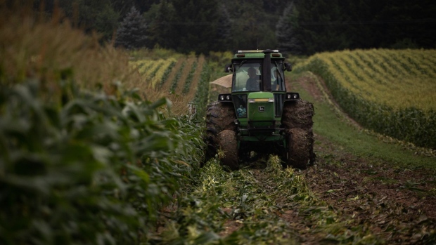 A tractor drives through corn fields at a farm in Lansing, Michigan, U.S., on Thursday, Aug. 12, 2021. Corn prices rose after a U.S. report chopped estimates for yields, bringing down prospects for production this season. Photographer: Emily Elconin/Bloomberg