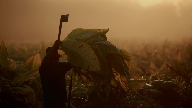 The silhouette of a worker is seen harvesting Burley tobacco at Tucker Farms in Shelbyville, Kentucky. compared to last season.
