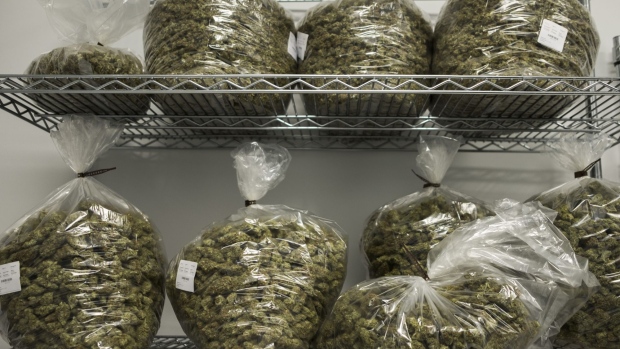 Bags of medical marijuana buds sit on shelves at the NextGen Pharma lab in Toa Baja, Puerto Rico.