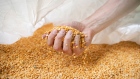 An employee handles a sample of cleaned yellow peas at the Puris pea protein processing facility in Dawson, Minnesota, U.S. on Tuesday, June 8, 2021. Yellow pea is the fastest-growing source of protein for plant-based meat alternatives, a market that’s expected to be worth $140 billion globally by 2029, up from $14 billion in 2019, according to data from food technology company Benson Hill and Barclays Plc.