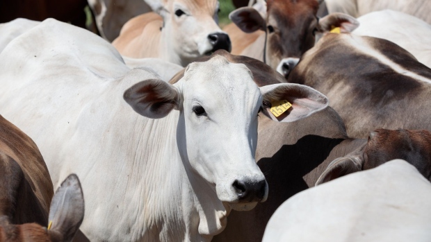 BC-After-Flying-in-Cows-Qatar-Takes-Dairy-Expertise-to-Ukraine