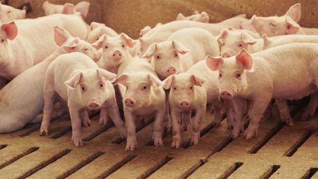 Pigs stand in a pen at a farm near Le Mars, Iowa, U.S., on Wednesday, May 27, 2020. Wholesale pork prices have increased 51 percent, the USDA reported. Surging wholesale meat prices are starting to push up prices at grocery stores, while the risk of shortages is growing at a time that shoppers continue to fill their pantries and freezers with stay-at-home staples. Photographer: Dan Brouillette/Bloomberg