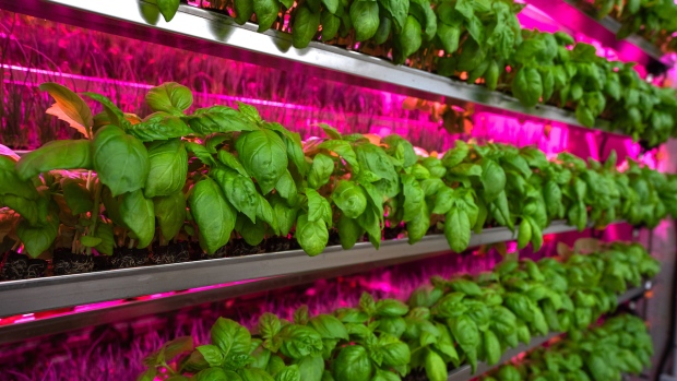 Basil grown using CubicFarms’ leading-edge hydroponic farming technology.