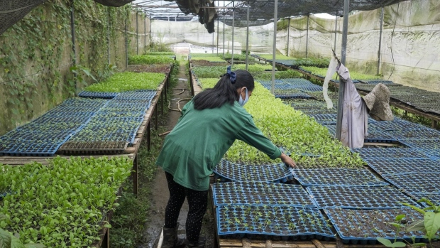 A farm worker transfers seedlings to a tray in a greenhouse at the BA Farm in Indang, Cavite province, the Philippines, on Thursday, Sept. 16, 2021. BA Farms is a fully integrated farm dedicated to sustainable farming operations that delivers fresh fruit and vegetables straight to customers, according to the company's website. Photographer: Veejay Villafranca/Bloomberg