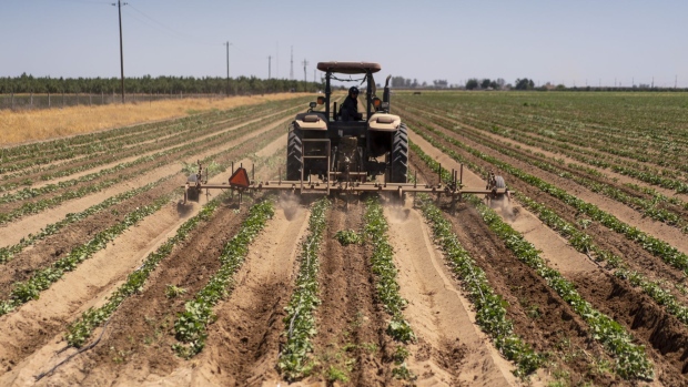 A farmer tills a potato field on dry grounds in Stevinson, California, U.S., on Monday, June 21, 2021. Almost three-fourths of the western U.S. is gripped by drought so severe that it’s off the charts of anything recorded in the 20-year history of the U.S. Drought Monitor. Photographer: Kyle Grillot/Bloomberg