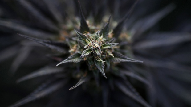 The bud of a cannabis plant is seen on plant inside the KannaSwiss GmbH greenhouse facility near Kerzers, Switzerland, on Thursday, Oct. 19, 2017. KannaSwiss, a company founded in 2014, is already producing marijuana that meets Switzerland’s legal standard containing no more than 1% Tetrahydrocannabinol—known as THC, the psychoactive chemical that gets you high. Photographer: Stefan Wermuth/Bloomberg