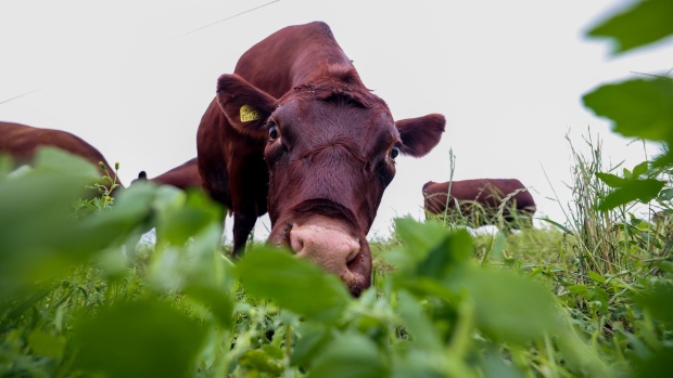 A Red Poll cow grazes on a cattle farm in Fobbing, U.K., on Tuesday, June 22, 2021. The new U.K. and Australia free-trade agreement will reduce levies on agricultural products, a point of controversy that had sparked anger from Britain's farming sector. Photographer: Chris Ratcliffe/Bloomberg