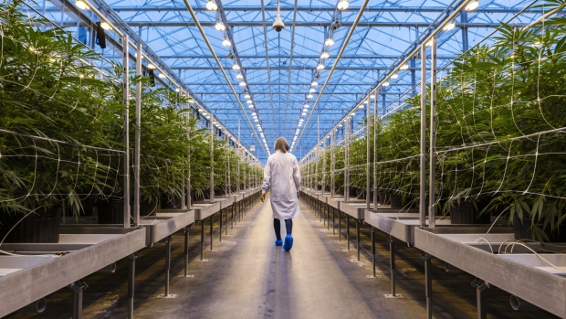  Inside The Hexo Corp. Cannabis Facility As Marijuana Is Legalized In Canada