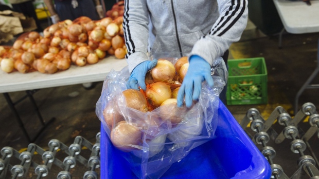 A worker wearing gloves places onions into a bin at a City Harvest facility in the Long Island City neighborhood in the Queens borough of New York, U.S., on Monday, May 7, 2020. New York State is working with farms to buy their products and send them to food banks. "A lot" of farms upstate can't sell their products while people downstate are going hungry, Governor Andrew Cuomo said. Photographer: Angus Mordant/Bloomberg