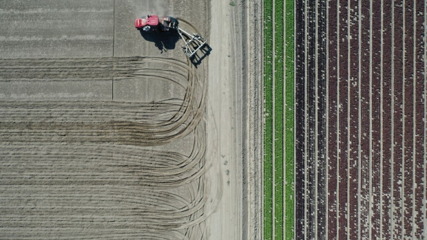 A tractor tills soil on a farm in Coachella, California, U.S., on Wednesday, Feb. 17, 2021. Riverside County set up a three-day mobile vaccination clinic at Sea View Packing, where Medjool dates and other fruits are packed, as part of an effort to innoculate local agricultural workers.