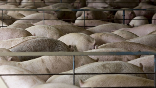 Hogs nearing market weight stand in pens at the Paustian Enterprises farm in Walcott, Iowa, U.S., on Tuesday, April 17, 2018. China last week announced $50 billion worth of tariffs on American products including soybeans and pork in retaliation for President Trump's plan to impose duties on 1,333 Chinese products.
