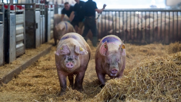 Sow pigs move between pens at a farm in Driffield, U.K., on Friday, July 31, 2020. The U.K.'s farming industry sends about two-thirds of its exports to the EU, which would be subject to steep tariffs under a no-deal Brexit. Photographer: Chris Ratcliffe/Bloomberg