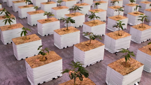 Young cannabis plants inside a grow room. Photographer: Annie Sakkab/Bloomberg