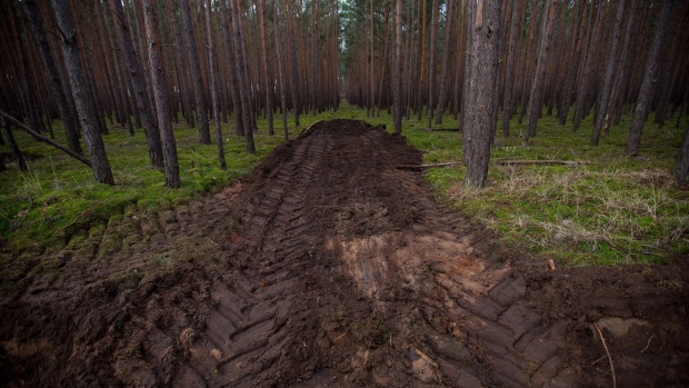Vehicle tyre tread marks in a pine forest in Germany. Photographer: Bloomberg Creative Photos/Bloomberg
