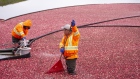 Workers harvest cranberries on a farm in Saint-Louis-de-Blandford, Quebec in October 2020.