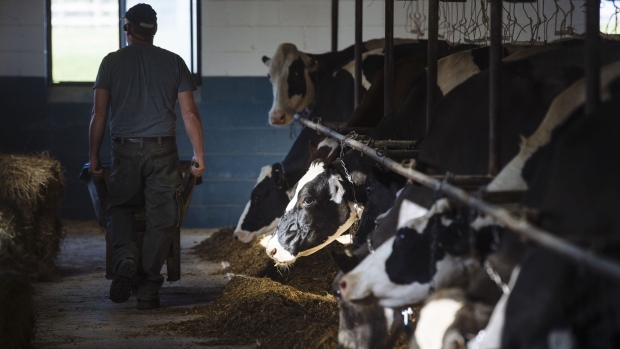 A worker pushes a wheelbarrow past cows in the dairy barn at a farm in Ancramdale, New York, U.S, on Friday, May 22, 2020. The Nourish New York Initiative is providing $25 million to food banks for the purchase of surplus agricultural products from New York State farms to distribute to populations who need them most.