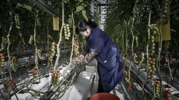 An employee harvests tomatoes from vines inside a greenhouse at the high-tech indoor Cofco Wisdom Farm operated by Cofco Corp. on the outskirts of Beijing, China, on Monday, Feb. 20, 2017. China is turning to technology to make its land productive again. The silver bullet would be to eliminate emissions and industrial waste, an unrealistic option for a developing $11 trillion economy. Yet inventors and investors believe there are enough promising technologies to help China circumvent—and restore—lost agricultural productivity.