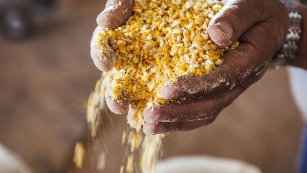 A worker handles ground corn to be used in livestock feed in an arranged photograph on the Ehlerskroon farm, outside Delmas in the Mpumalanga province, South Africa on Thursday, Sept. 13, 2018. A legal battle may be looming over plans by South Africa’s ruling party to change the constitution to make it easier to expropriate land without paying for it, with widely divergent views over the process that needs to be followed. Photographer: Waldo Swiegers/Bloomberg